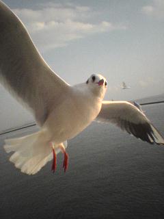 image/stylishblue-2005-11-30T14:09:41-1.jpg